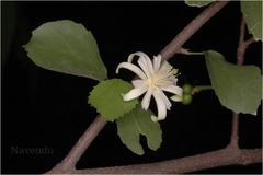 Grewia tenax